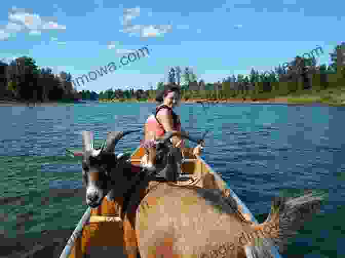 A Mischievous Goat Perched On A Colorful Boat There S A Goat On My Boat