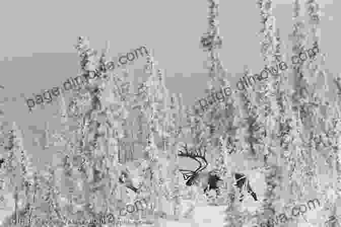 An Alaska Game Warden Standing In A Snow Covered Forest, Surrounded By A Group Of Caribou On Patrol: True Adventures Of An Alaska Game Warden (Caribou Classics)