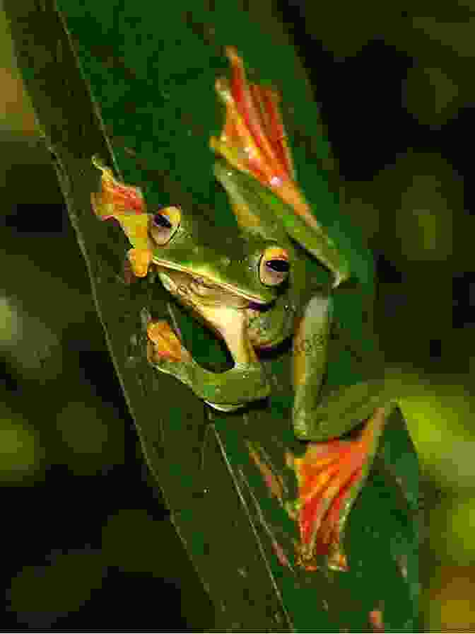 Gliding Green Tree Frog Field Guide To The Frogs Of Australia