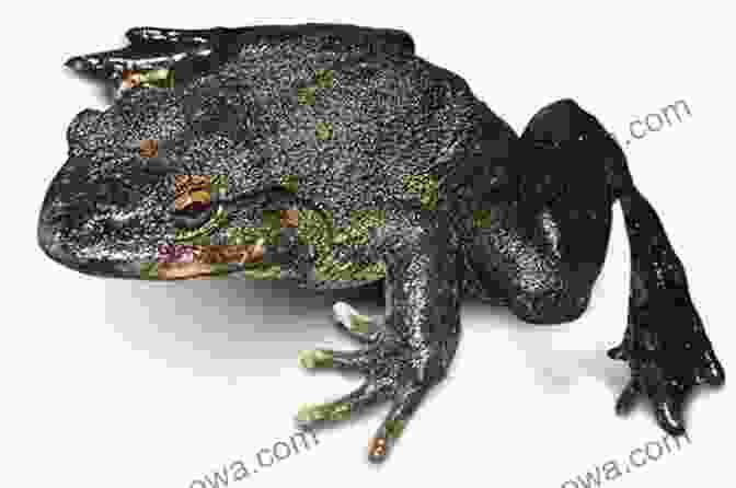 Massive Goliath Frog Field Guide To The Frogs Of Australia