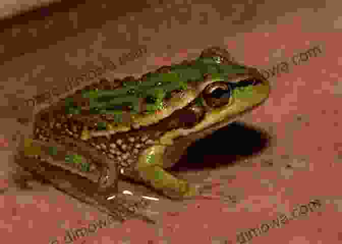 Tiny Southern Bell Frog Field Guide To The Frogs Of Australia