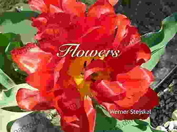 Werner Stejskal's 'Flowers' Book Flowers Werner Stejskal